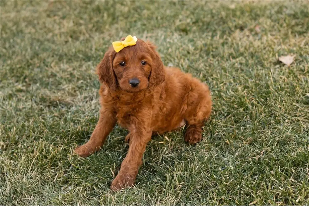 Zena