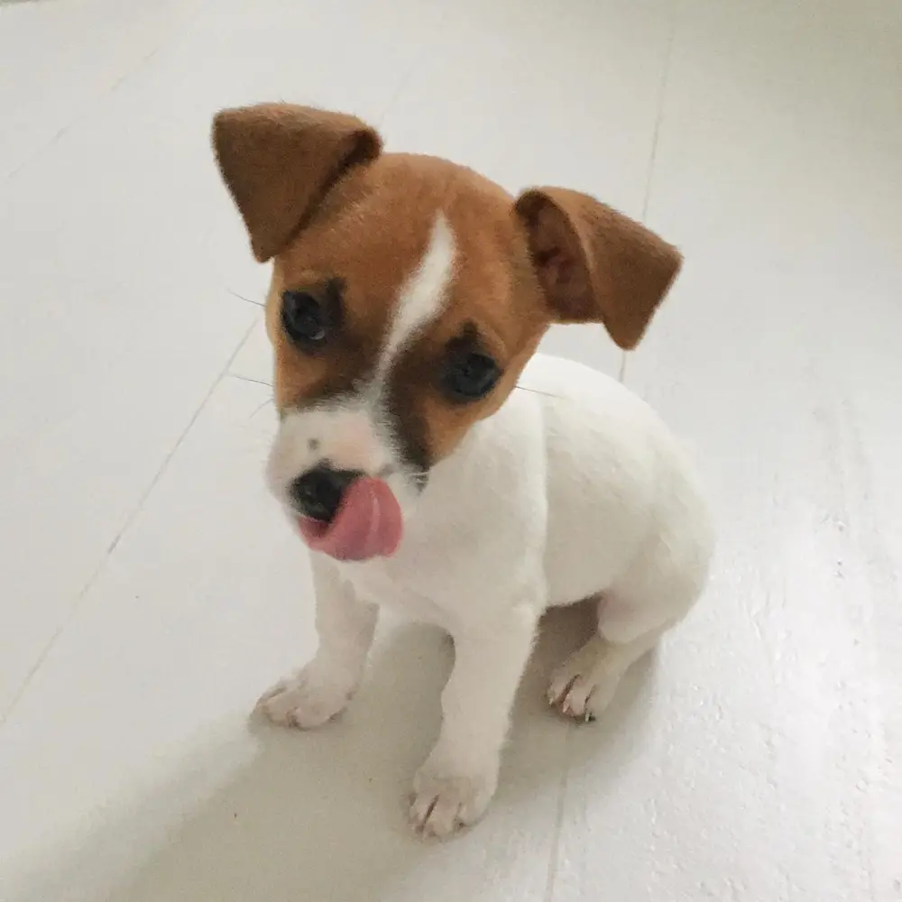 Jack Russell Terrier