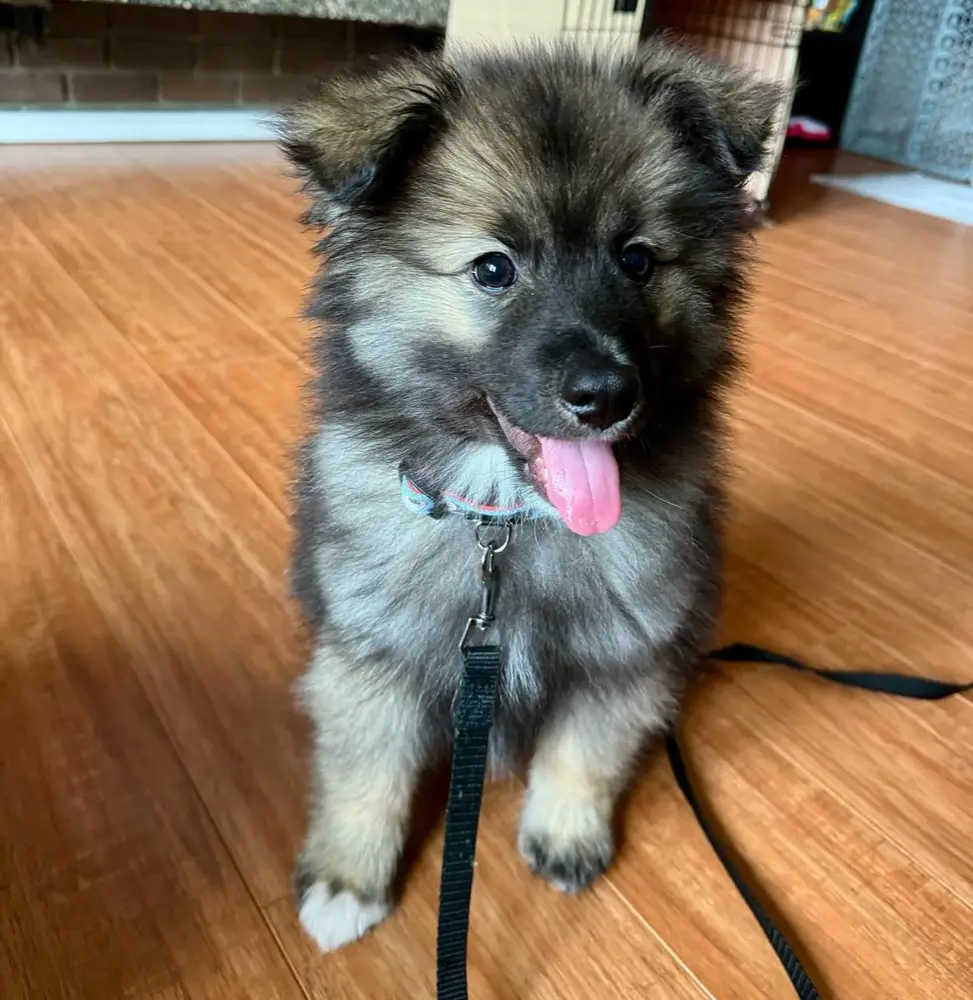 Keeshond
