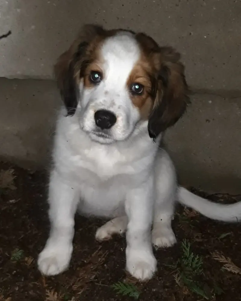Kooikerhondje