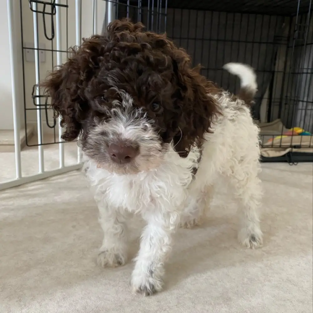 Lagotto Romagnolo