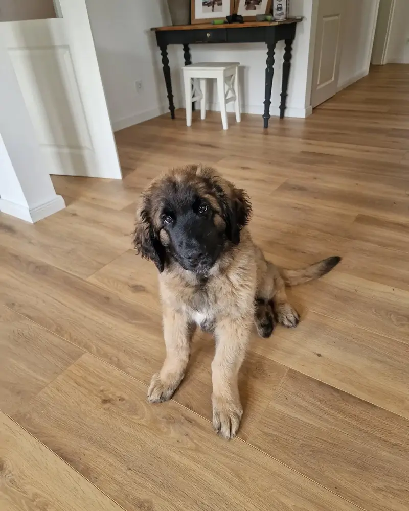 Leonberger