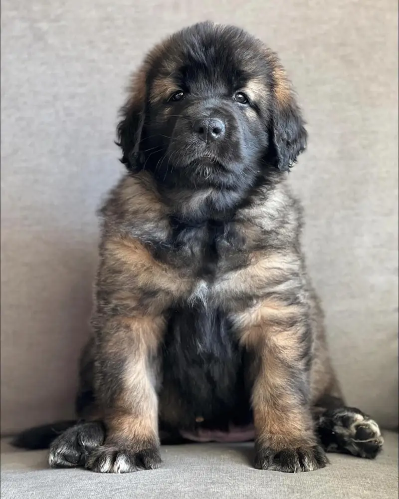 Leo