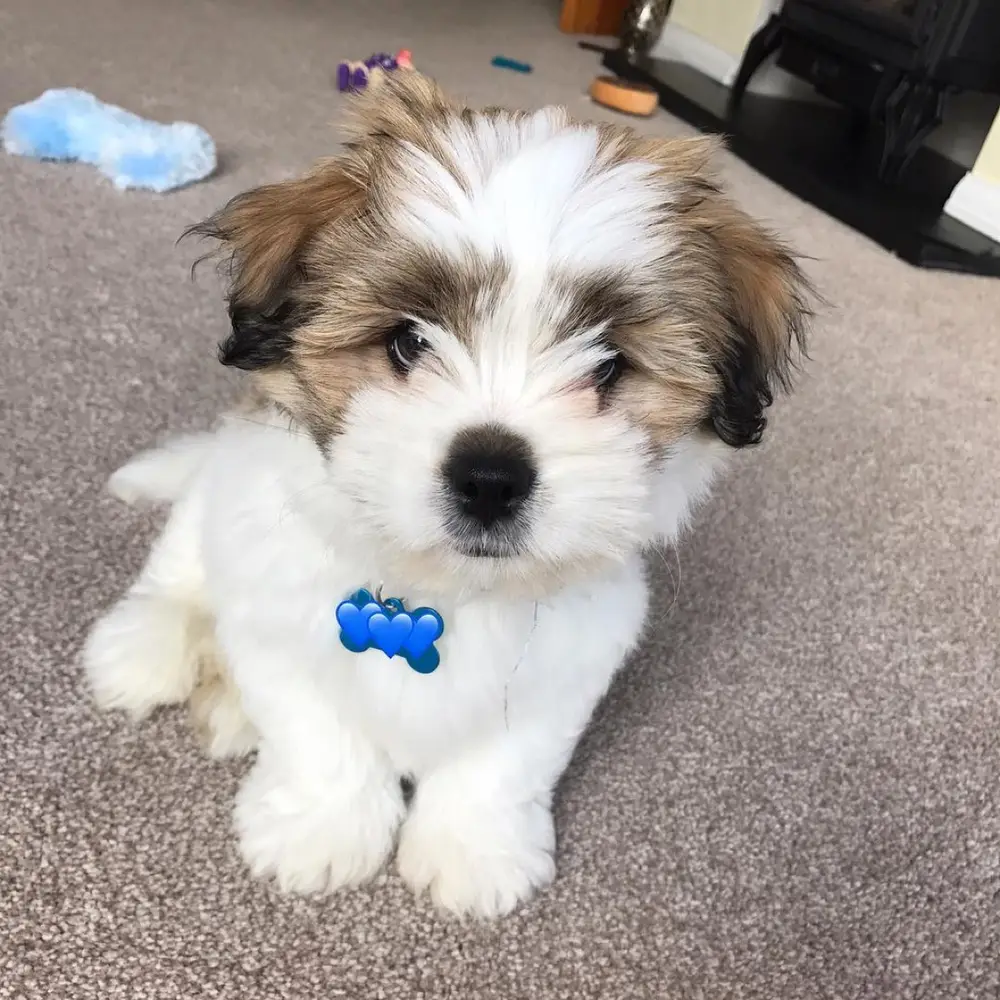 Bernie