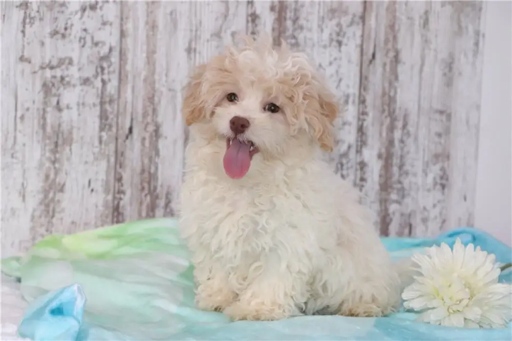 Maltipoo