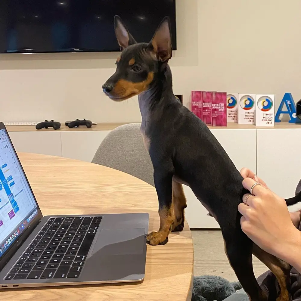 Manchester Terrier