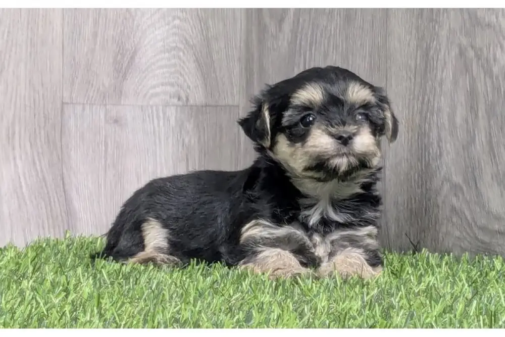 Morkie