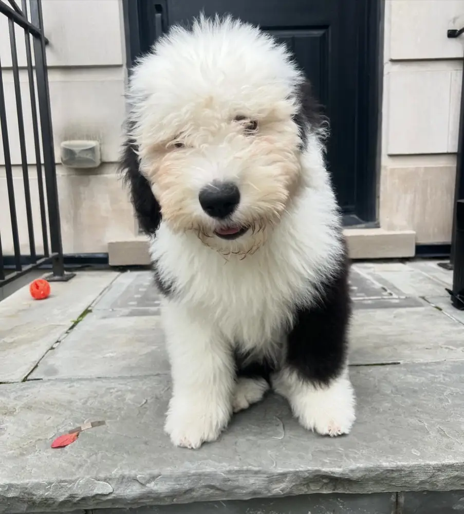 Sully