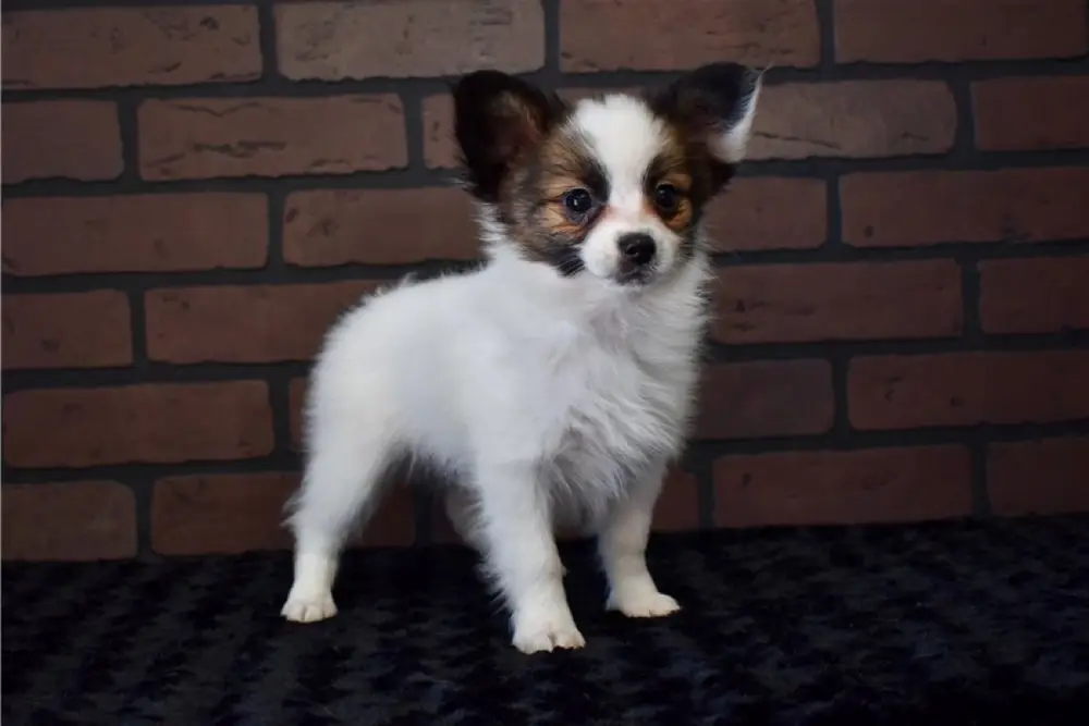 Chester