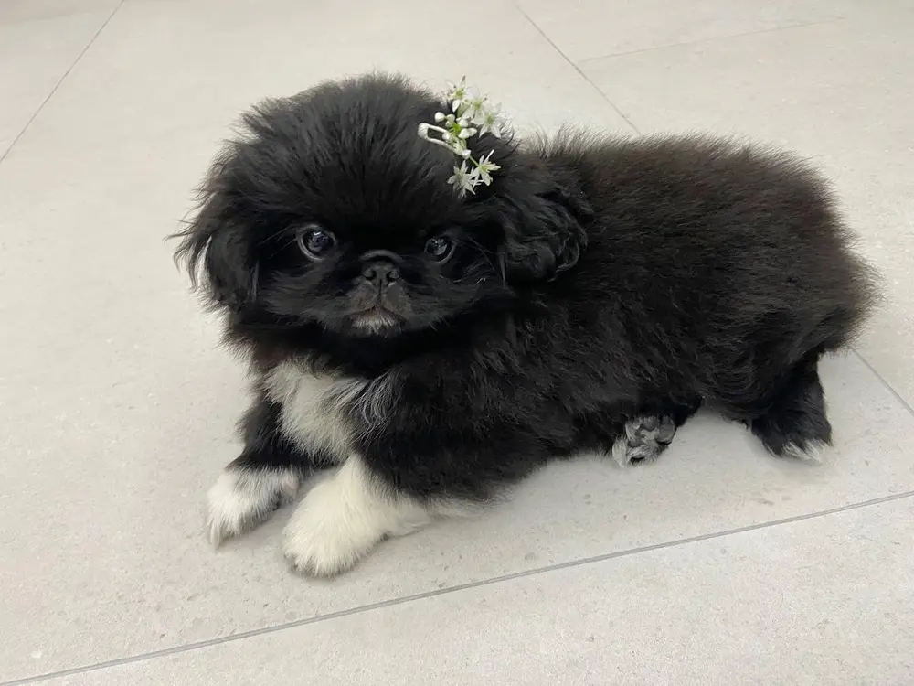 Pekinese