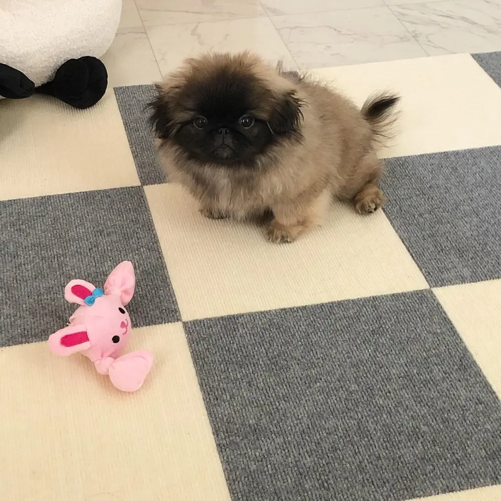 Peki