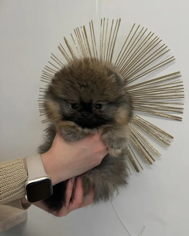 Pomeranian