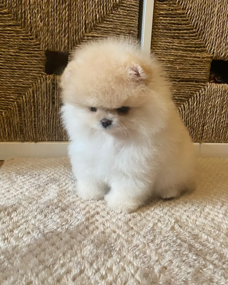 Teddy