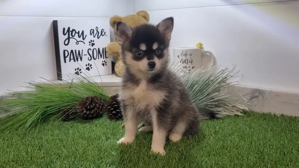 Pomsky