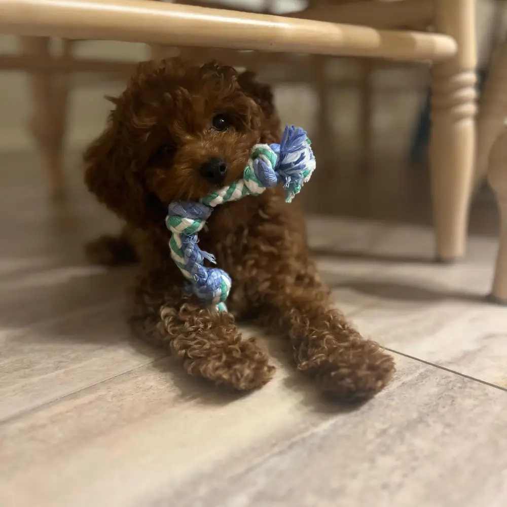 Theodore