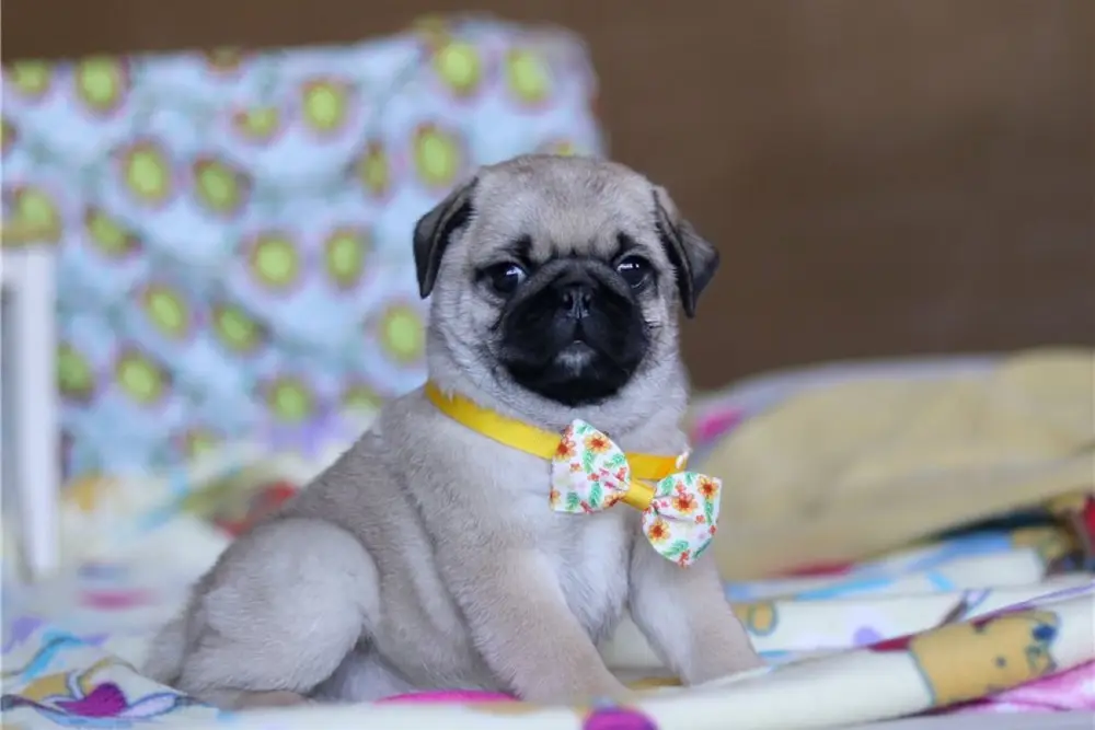 Mops