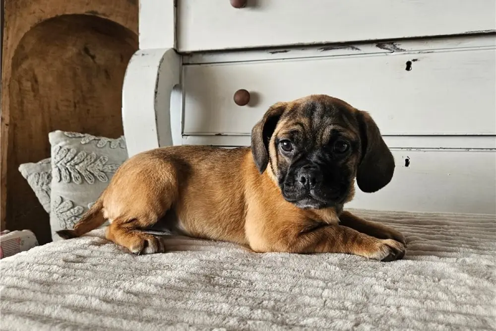Shiloh