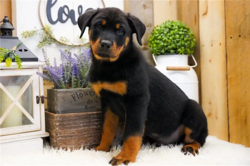Rottweiler