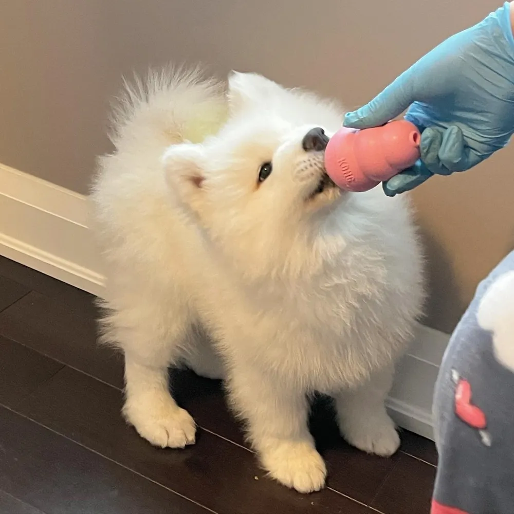 Snowie