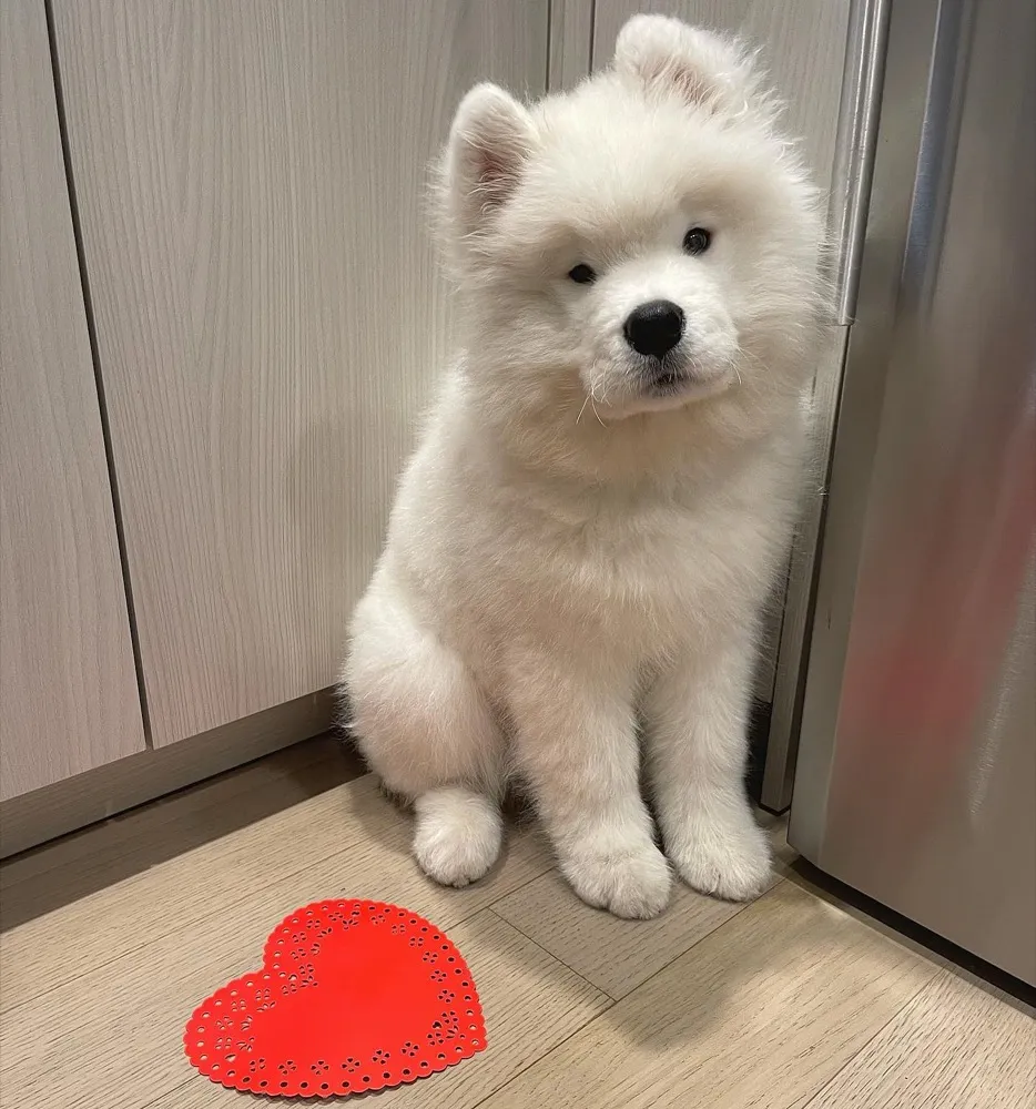 Mochi