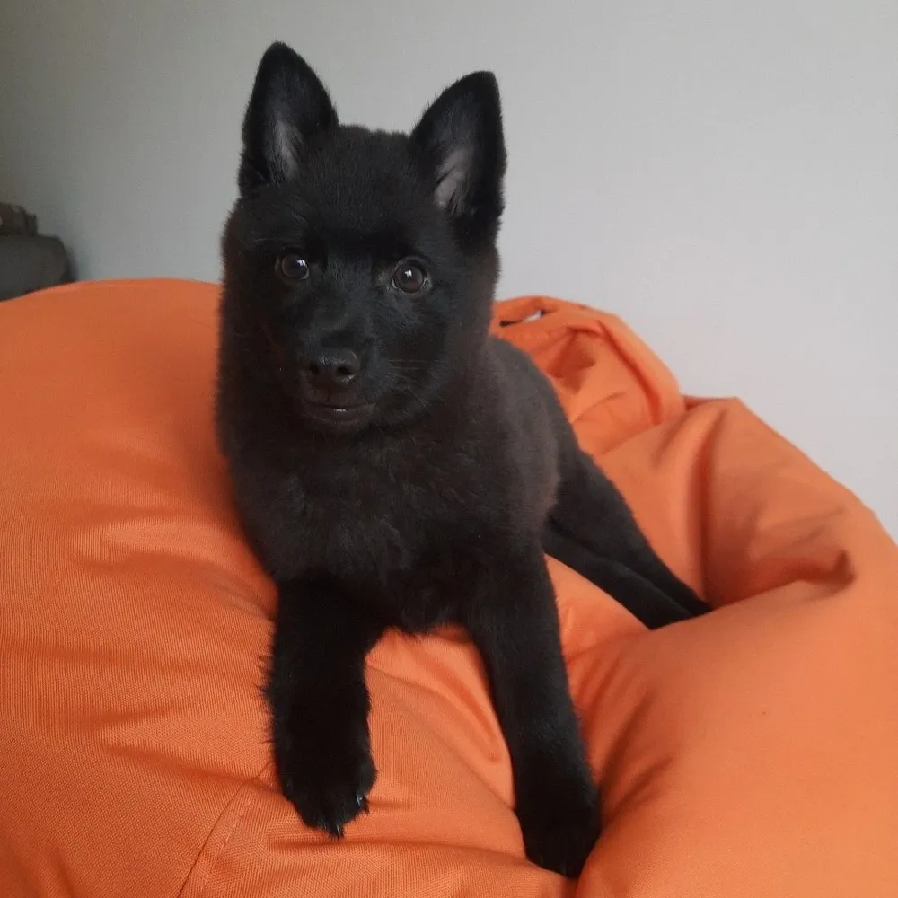 Schipperke
