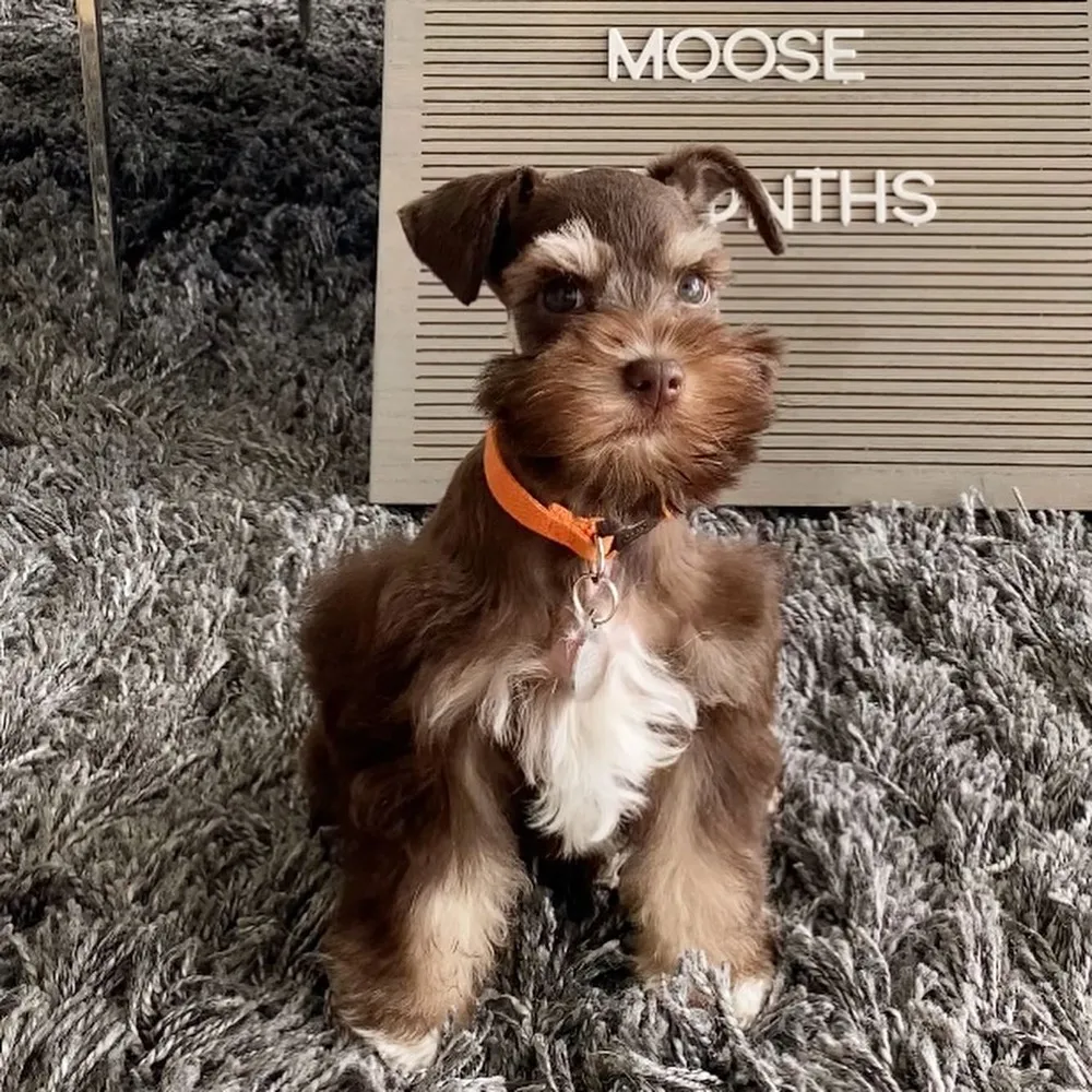 Moose