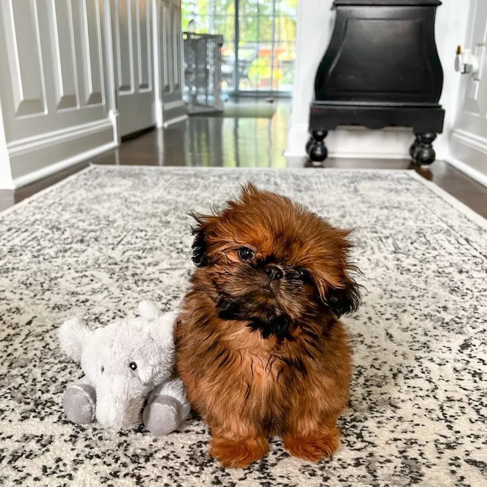 Chewy