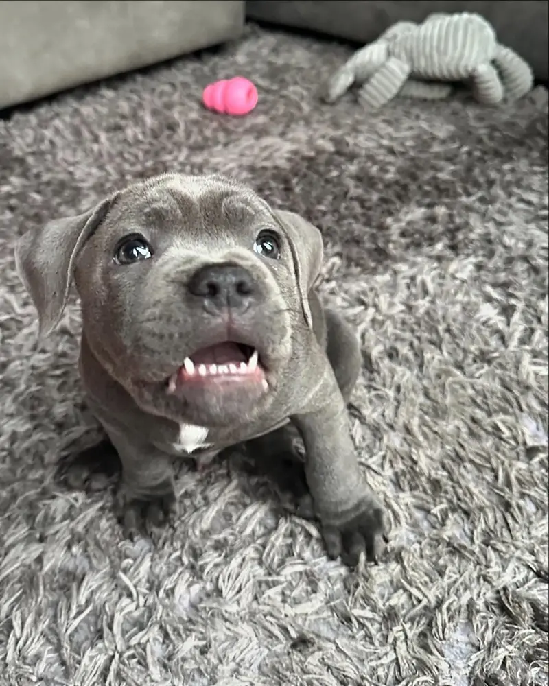 Zeus