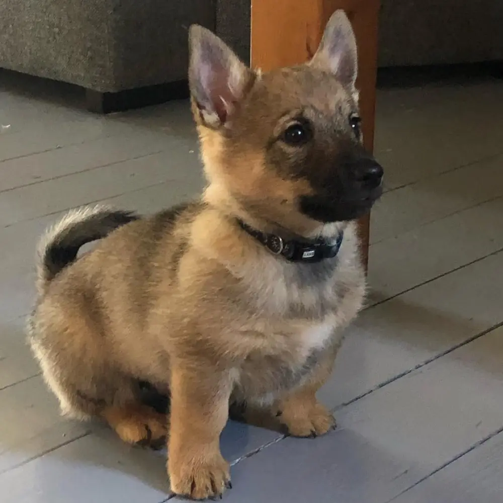 Rollo