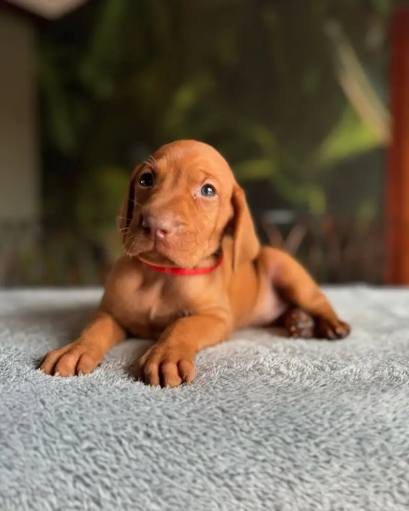 Freya