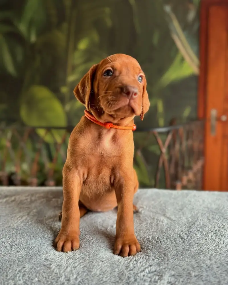 Ranger