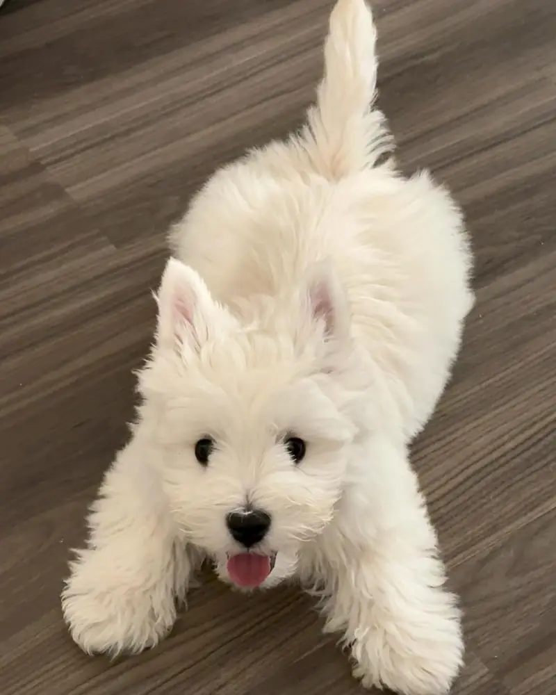 Omy
