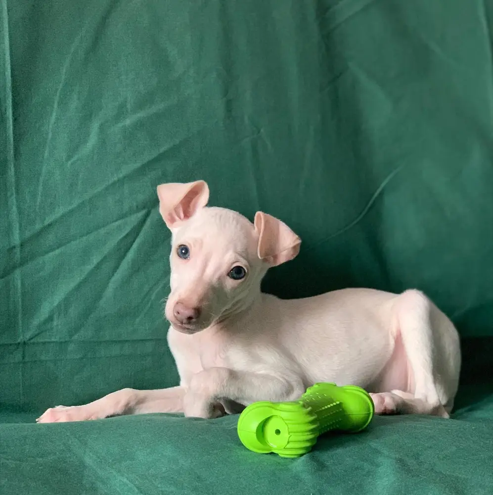 Whippet