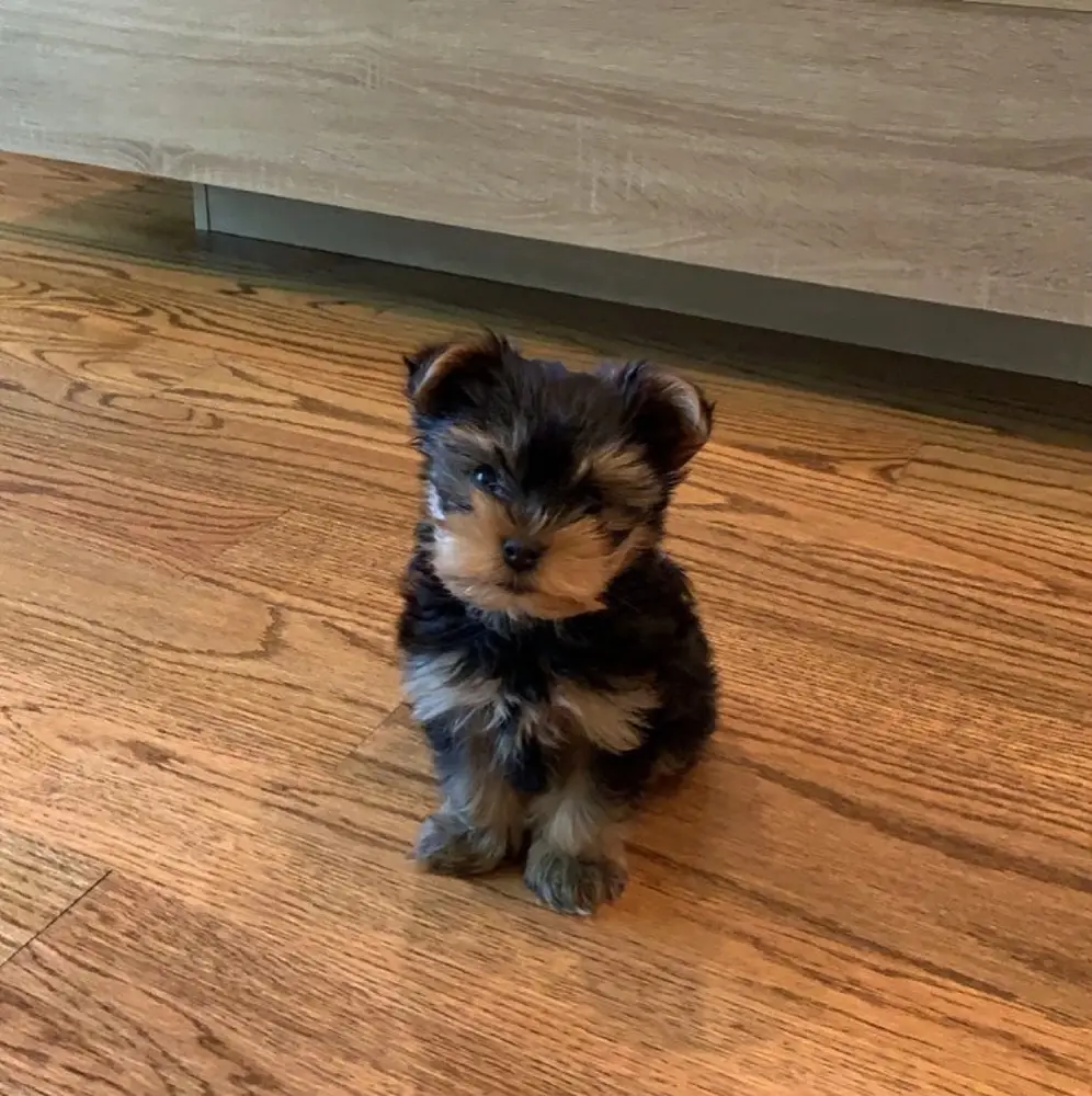 Luca